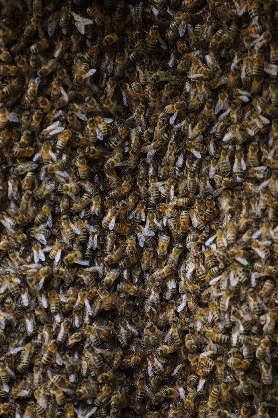 A dense swarm of honey bees