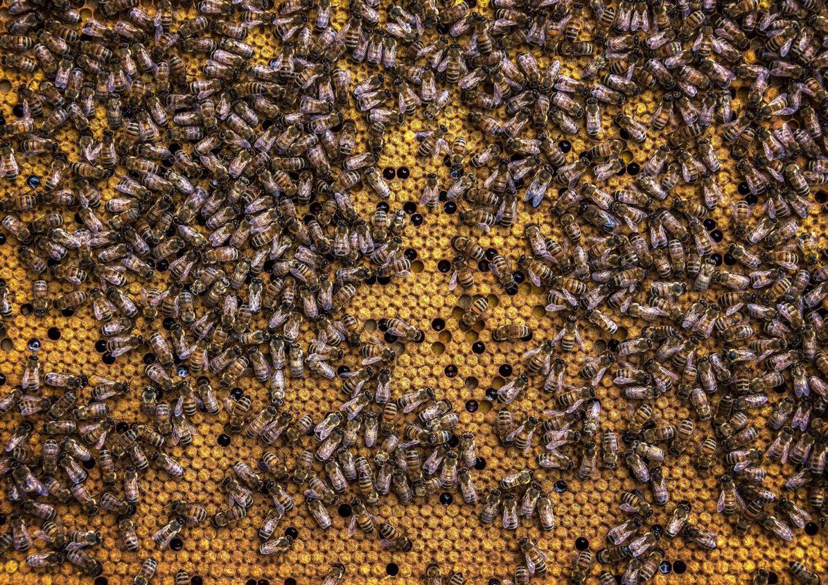 Bees on honeycomb